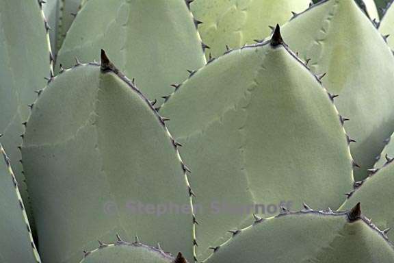 agave parryi var huachucensis 3 graphic